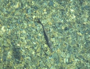 The Niukluk water is extremely clear, and you can often sight fish for grayling.